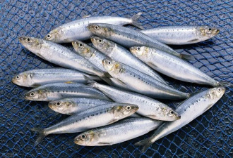 餐盘里10种“不老药” 让身体和大脑续航