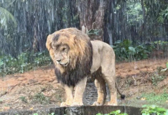 野生动物园非洲狮暴雨中独自忧伤成落汤狮，它为何不躲雨？