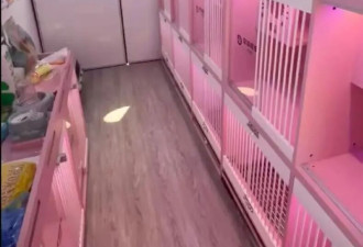 花5000块给猫买头等舱 年轻人富养猫狗穷养老己