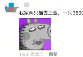 花5000块给猫买头等舱 年轻人富养猫狗穷养老己