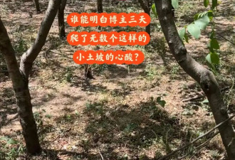 1天上坟22座，我在偶像坟头忙疯了
