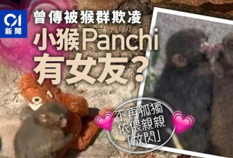 日本小猴Panchi疯传堕爱河 “与大姐姐亲热”超萌画面曝光