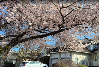 本拿比观赏樱花的天花板 非这条街莫属！