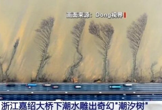 钱塘江大潮雕出奇幻“潮汐树” 网上刷屏