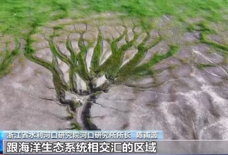 钱塘江大潮雕出奇幻“潮汐树” 网上刷屏