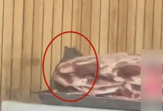 河北羊肉汤店后厨惊现老鼠啃肉 官方查封调查