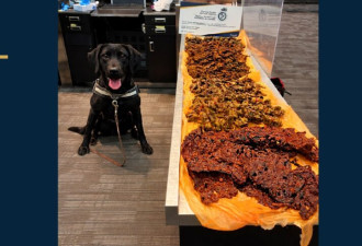 行李藏牛猪肉被查！多伦多机场严查入境肉类，这些东西千万别带