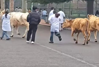 山东一高校校园里有学生牵黄牛奔跑；校方回应