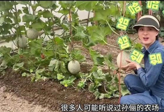 孙俪上海百平小院走红 亲手种菜养狗