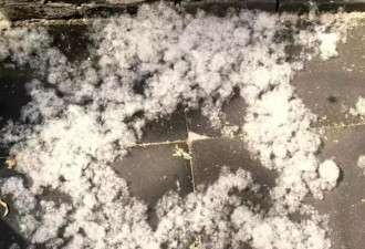 北京街头“四月雪”：200万棵杨柳齐喷棉絮