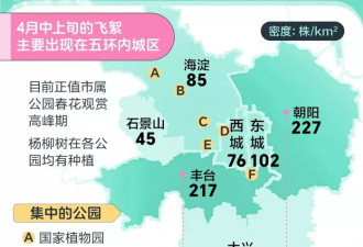 北京街头“四月雪”：200万棵杨柳齐喷棉絮