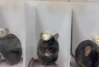 中国科学家揭示左撇子成因