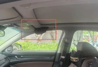 粗心男下车忘关窗 才离开15分钟！竟发生这种事