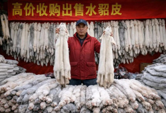 “白衣行动”：特大华人洗钱案全纪实