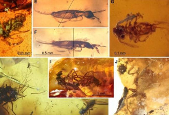 4100万年后，它们的私密事还被人类围观