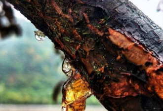 4100万年后，它们的私密事还被人类围观