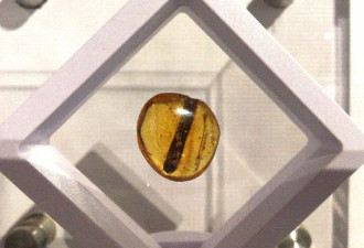 4100万年后，它们的私密事还被人类围观