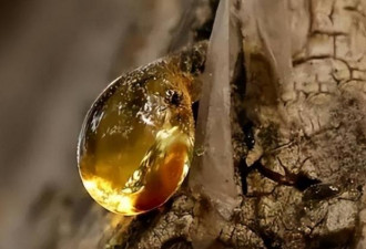 4100万年后，它们的私密事还被人类围观