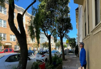 加州：修剪自家门前树却被罚5万刀？房主懵了…