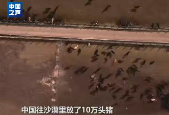 十万头猪让“沙漠变绿洲”？当地回应....