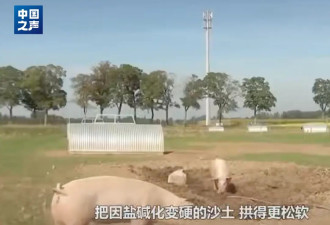 十万头猪让“沙漠变绿洲”？当地回应....