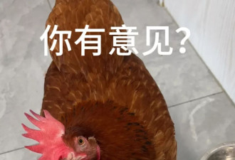 月成本不到30元，“养宠降级”的年轻人开始在城市里养鸡