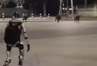 波兰街头奇景：机器人追一群猪！画面疯传