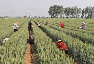 在河南农村，有10元/小时的活干是一种福利