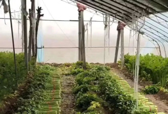 在河南农村，有10元/小时的活干是一种福利