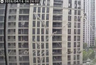 怪鸟天天报到在窗户“以粪作画” 专家：是乌鸫 复仇心极强