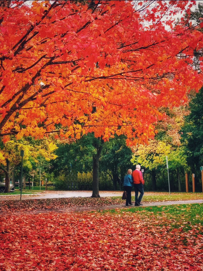 秋日公园老年夫妇漫步，享受加拿大退休生活