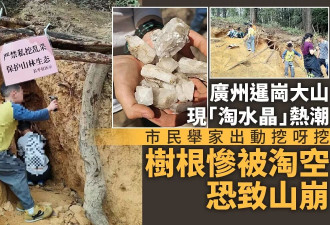 广州现挖水晶乱象 市民挖呀挖 树根被掏空恐致山崩