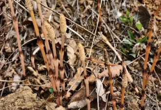 8岁男童爬山挖野菜突伸手一指“山下有黄金” 比对后真有金矿