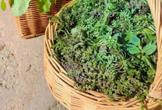 别不服 全国“挖野菜”最上头的省份是他