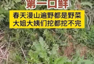 别不服 全国“挖野菜”最上头的省份是他