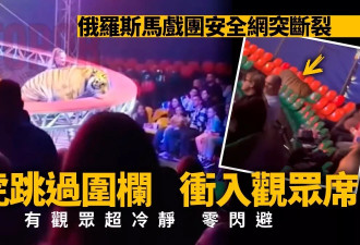 俄马戏团老虎“冲进观众席” 有人狂逃，有人淡定围观