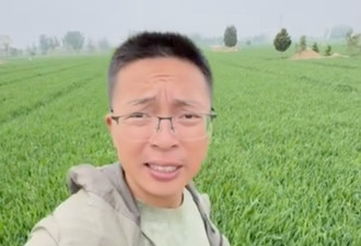 河北红色地下水灌溉麦田 村民不吃自家粮