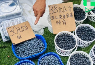 论斤卖的蓝莓，猪都快吃腻了