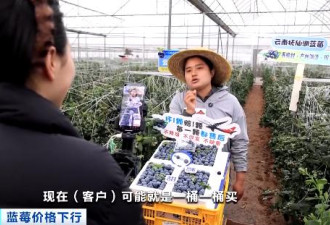 论斤卖的蓝莓，猪都快吃腻了