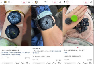 论斤卖的蓝莓，猪都快吃腻了