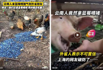 论斤卖的蓝莓，猪都快吃腻了
