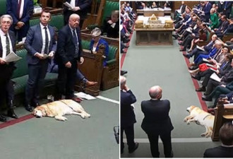 英国会惊见黄金猎犬豪迈睡觉 背景惊人
