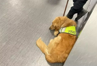 缉毒犬误把泡面当毒品！遭海关当众飙骂“委屈缩墙角” 网全怒了