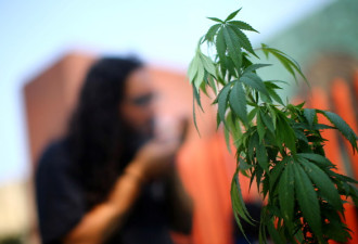 美国宣布大麻降级 立即松绑部分大麻产品的限制