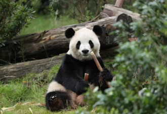 终于等到你！平平即将赴美！美国人很期待