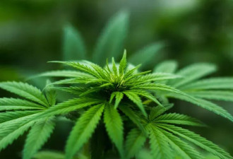 美国大麻政策大转弯！联邦“降级”震动百亿产业