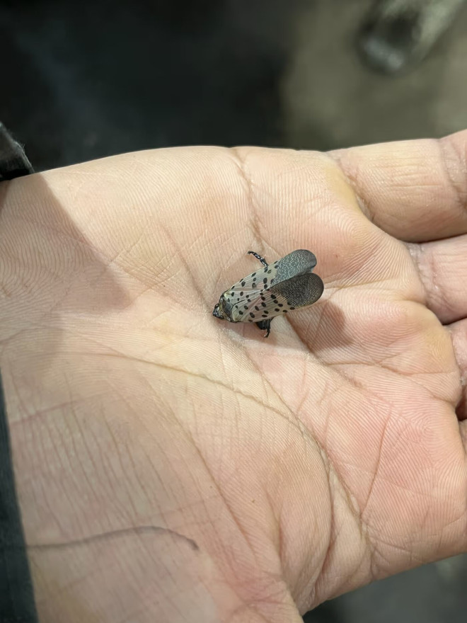 斑点萤叶蝉照片