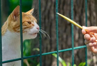 喂食流浪猫就变"法定饲主"！美国1城市新规上路