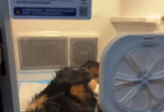 云南大理一烈性犬撕咬牵绳小狗，女子解救也受伤