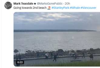 温村海边惊现巨鲸！贴岸游弋引爆围观